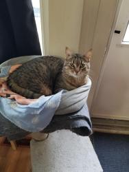 Lost Male Cat last seen Near ave 92 st, Edmonton, AB T5G 0Z4