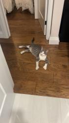 Lost Male Cat last seen Near maple ave backyard, Brant, ON N0E 1A0