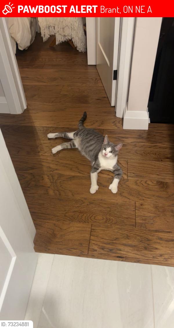 Lost Male Cat last seen Near maple ave backyard, Brant, ON N0E 1A0