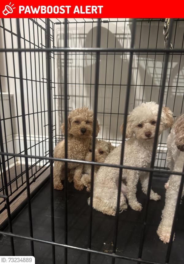 Lost Female Dog last seen Jefferson, Gwinnett County, GA 30044