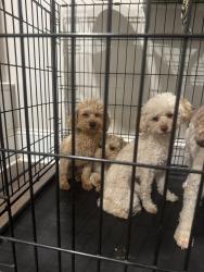 Lost Female Dog last seen Jefferson, Gwinnett County, GA 30044