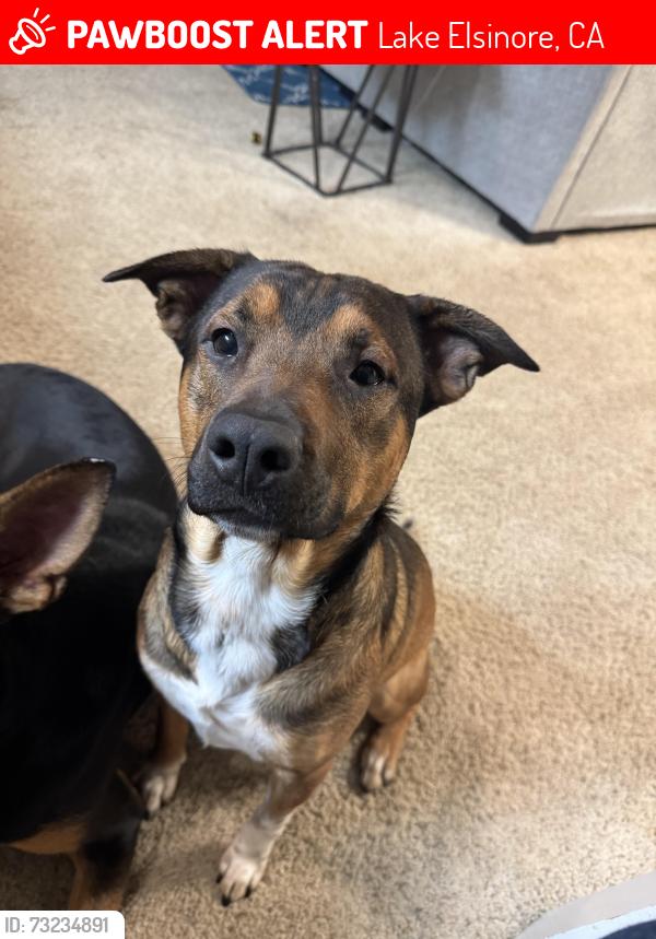 Lost Male Dog last seen hilltop and Canyon hills Road, Lake Elsinore, CA 92532