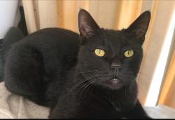 Lost Male Cat last seen Near Towers Ranch Drive Saint Augustine Florida 32092, St. Augustine, FL 32092