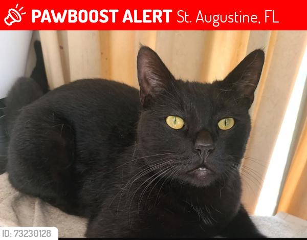 Lost Male Cat last seen Near Towers Ranch Drive Saint Augustine Florida 32092, St. Augustine, FL 32092