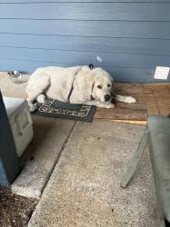 Found/Stray Unknown Dog last seen Ward rd, Brush Prairie, WA 98606