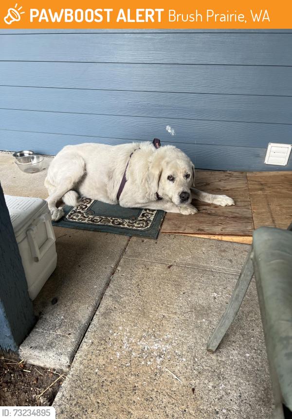 Found/Stray Unknown Dog last seen Ward rd, Brush Prairie, WA 98606