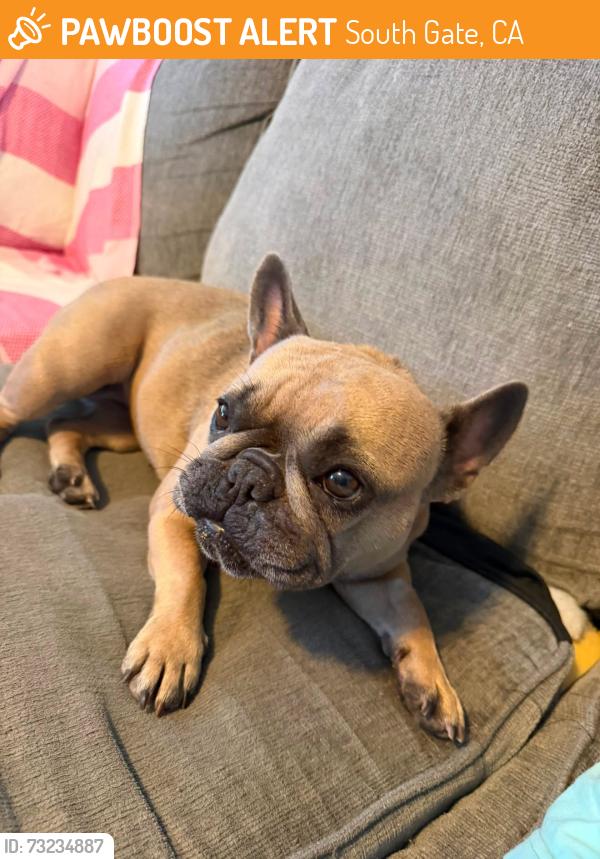 Found/Stray Female Dog last seen Kansas Ave & Stanford Ave, South Gate, CA 90280