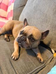 Found/Stray Female Dog last seen Kansas Ave & Stanford Ave, South Gate, CA 90280
