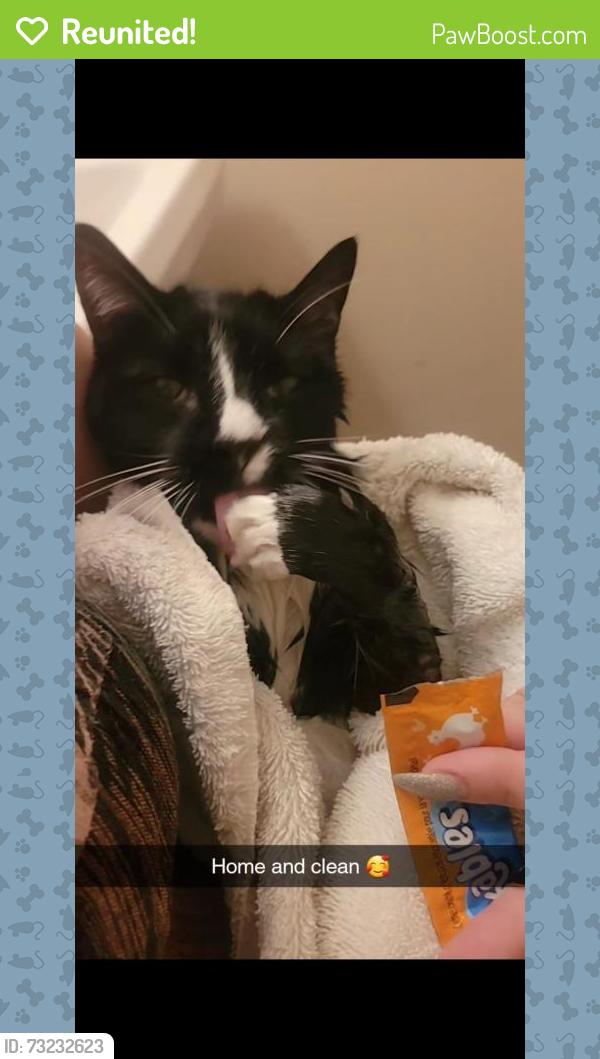 Reunited Female Cat last seen Altamont Oaks, Altamont, NY 12009