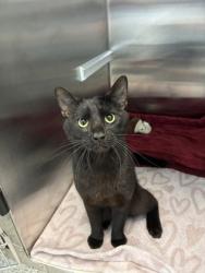 Shelter Stray Male Cat last seen Jackson Ave and Independence Ave, 64124, MO, 7077 Elmwood Ave, Kansas City, MO 64132, USA