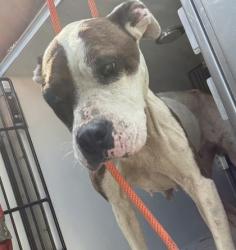 Shelter Stray Female Dog last seen E Airline Ave / N Church St, Gastonia, NC, 1491 Business Park Ct, Gastonia, NC 28052, USA