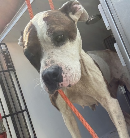 Shelter Stray Female Dog last seen E Airline Ave / N Church St, Gastonia, NC, 1491 Business Park Ct, Gastonia, NC 28052, USA