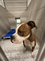 Shelter Stray Male Dog last seen E Airline Ave / N Church St, Gastonia, NC, 1491 Business Park Ct, Gastonia, NC 28052, USA