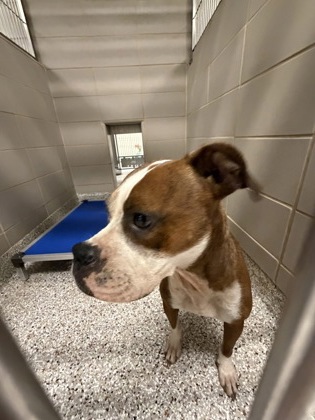 Shelter Stray Male Dog last seen E Airline Ave / N Church St, Gastonia, NC, 1491 Business Park Ct, Gastonia, NC 28052, USA