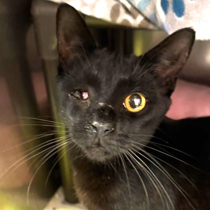 Shelter Stray Male Cat last seen Bay Street, North Myrtle Beach, SC, 409 Bay St, North Myrtle Beach, SC 29582, USA