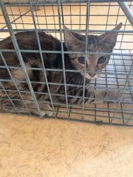 Shelter Stray Female Cat last seen 200's blck Cliffwood Ct, Duncanville, TX, 1150 E Pleasant Run Rd, Cedar Hill, TX 75104, USA