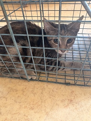 Shelter Stray Female Cat last seen 200's blck Cliffwood Ct, Duncanville, TX, 1150 E Pleasant Run Rd, Cedar Hill, TX 75104, USA