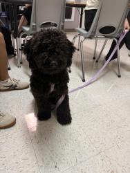 Reunited Female Dog last seen Story and king road at KIPP PRIZE school, San Jose, CA 95122