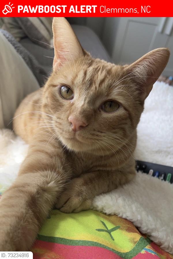Lost Male Cat last seen N Lakeshore Drive, Clemmons, NC 27012