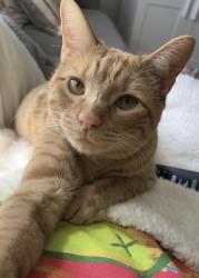 Lost Male Cat last seen N Lakeshore Drive, Clemmons, NC 27012