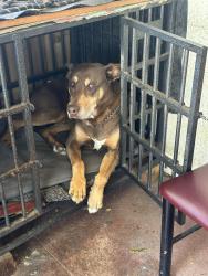 Reunited Male Dog last seen Brookdale Ave & Bartlett St, Oakland, CA 94602