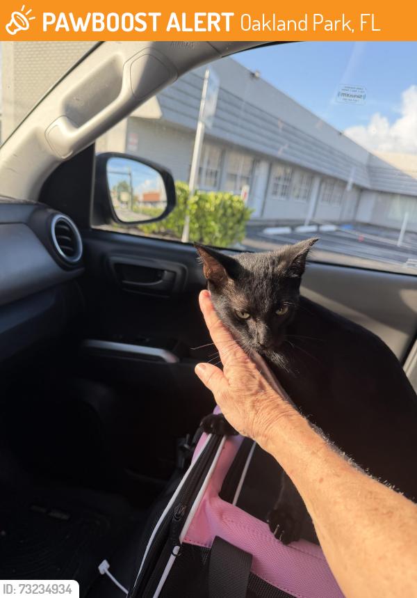 Found/Stray Female Cat last seen Powerline , west of, Oakland Park, FL 33309
