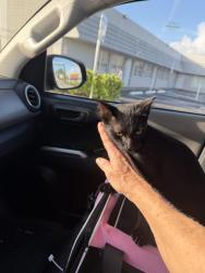 Found/Stray Female Cat last seen Powerline , west of, Oakland Park, FL 33309