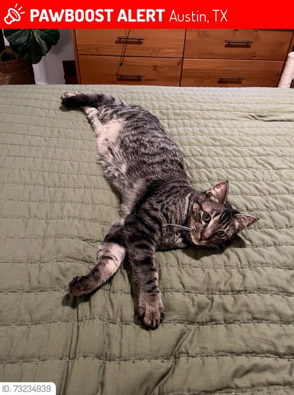Lost Male Cat last seen Manchaca and Ravenscroft, Austin, TX 78748