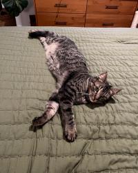 Lost Male Cat last seen Manchaca and Ravenscroft, Austin, TX 78748