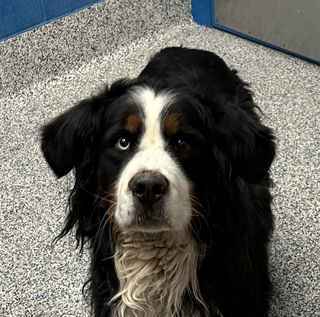 Shelter Stray Male Dog last seen W, Cedar Ave / S Kipling St, Lakewood, CO, 80226, 580 McIntyre St, Golden, CO 80401, USA