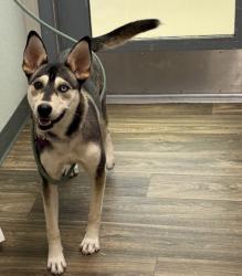 Shelter Stray Female Dog last seen El Prado, San Diego, CA, 92101, 5500 Gaines St, San Diego, CA 92110, USA