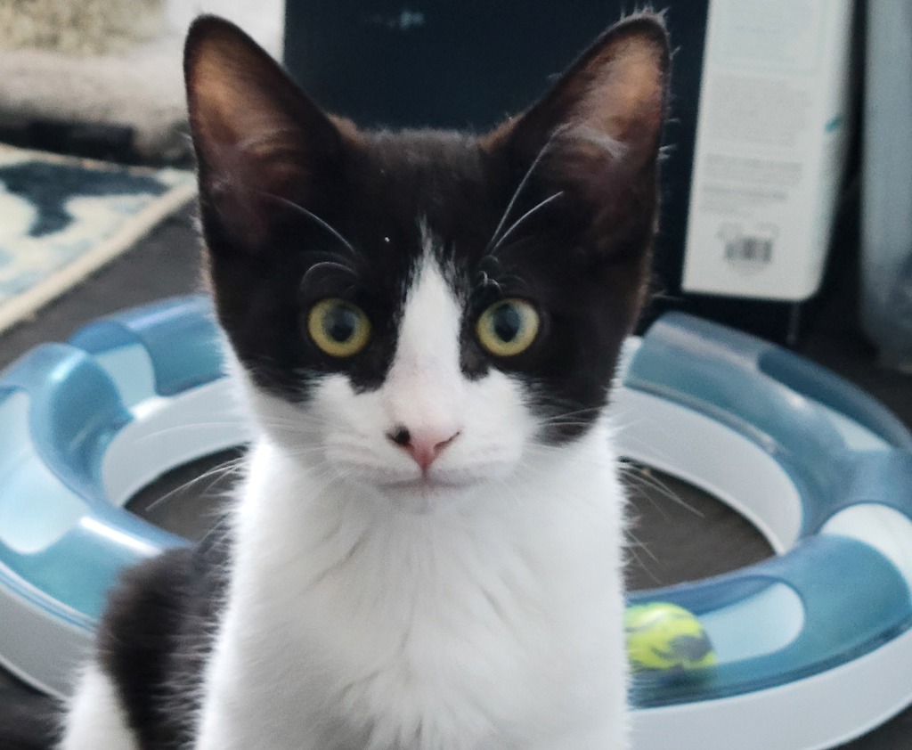 Shelter Stray Male Cat last seen SE 91st and Tolman, PORTLAND, OR, 97266, 1700 W Historic Columbia River Hwy, Troutdale, OR 97060, USA