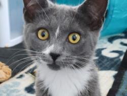 Shelter Stray Female Cat last seen SE 91st and Tolman, PORTLAND, OR, 97266, 1700 W Historic Columbia River Hwy, Troutdale, OR 97060, USA