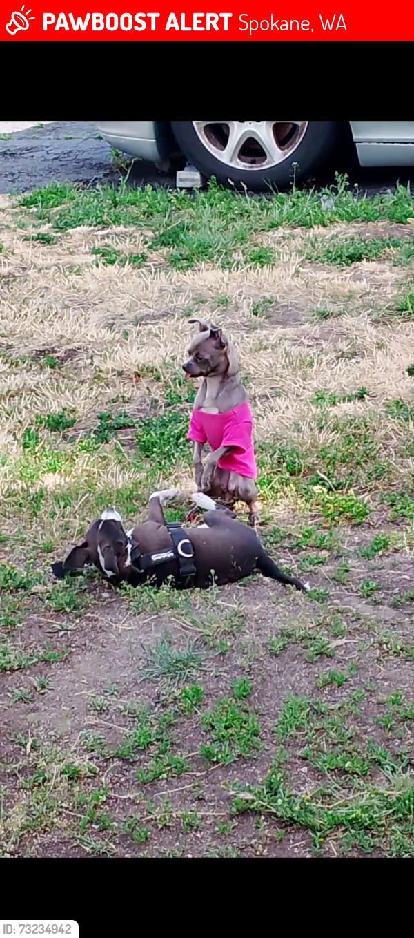 Lost Female Dog last seen Near E Hartson Ave, Spokane, WA 99202