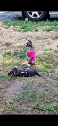 Lost Female Dog last seen Near E Hartson Ave, Spokane, WA 99202