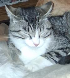Lost Male Cat last seen BRIAR CT and AVENUE C, Cheyenne, WY 82007