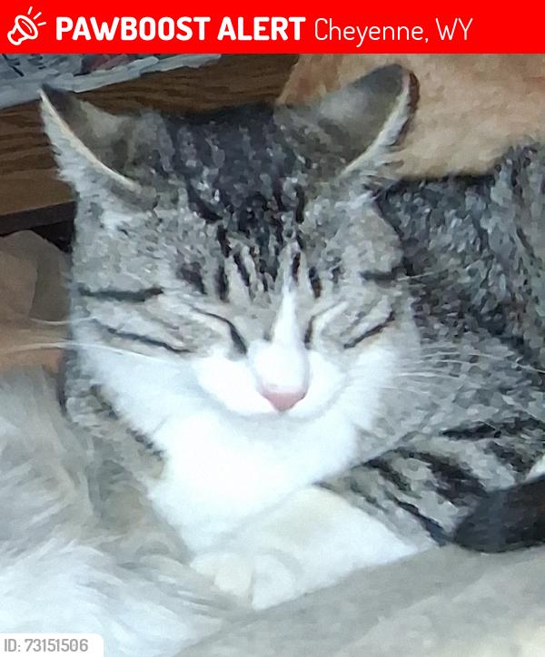 Lost Male Cat last seen BRIAR CT and AVENUE C, Cheyenne, WY 82007