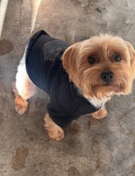 Reunited Male Dog last seen FM 78, San Antonio, TX 78244