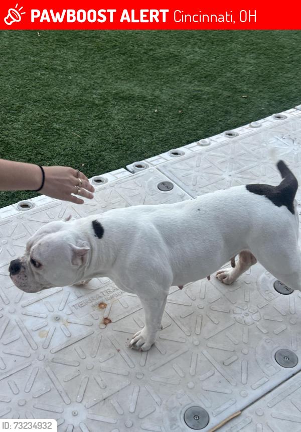 Lost Female Dog last seen Dewhill Ln, Bevis Ln and Fairglen Dr, Cincinnati, OH 45251