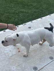Lost Female Dog last seen Dewhill Ln, Bevis Ln and Fairglen Dr, Cincinnati, OH 45251