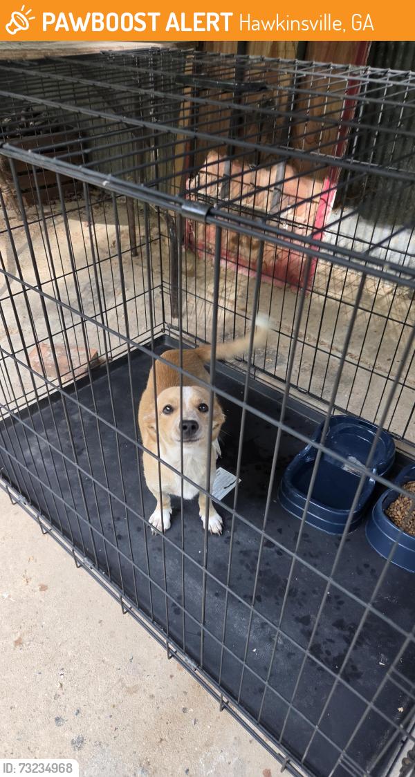 Found/Stray Male Dog last seen Macedonia church road, Hawkinsville, GA 31036