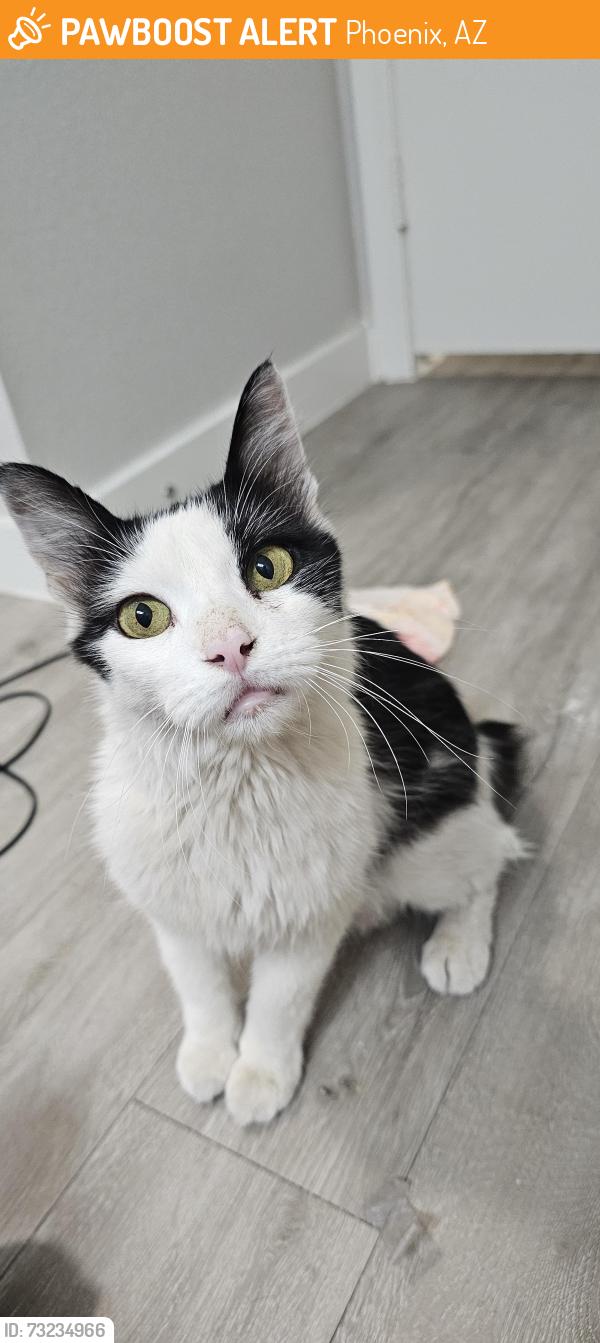Found/Stray Unknown Cat last seen 43rd Ave and Bell, Phoenix, AZ 85306