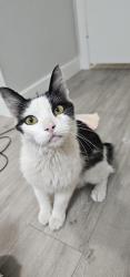 Found/Stray Unknown Cat last seen 43rd Ave and Bell, Phoenix, AZ 85306