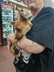 Found/Stray Female Dog last seen Charlie Brown Farms, Littlerock, CA 93543