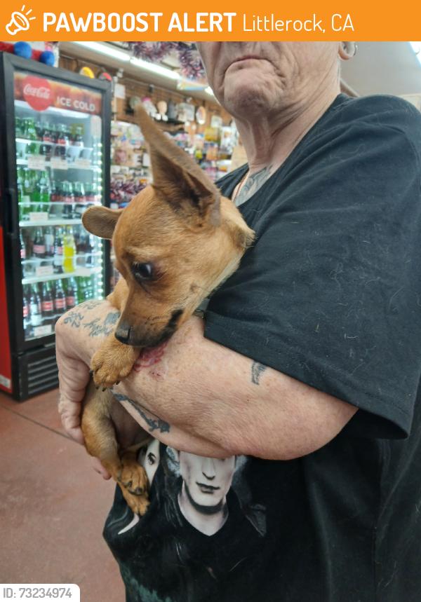 Found/Stray Female Dog last seen Charlie Brown Farms, Littlerock, CA 93543