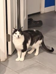 Reunited Male Cat last seen Shelburne Court, Centreville, VA 20120