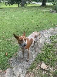 Found/Stray Male Dog last seen Mount Vernon rd Rocky Face Ga, Whitfield County, GA 30755