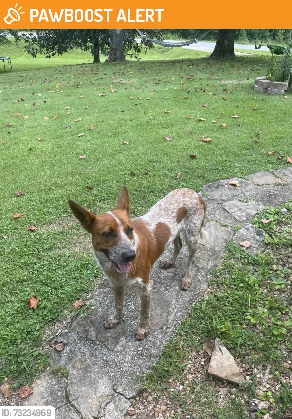 Found/Stray Male Dog last seen Mount Vernon rd Rocky Face Ga, Whitfield County, GA 30755