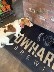 Found/Stray Male Dog last seen 2nd, Albemarle, NC 28001