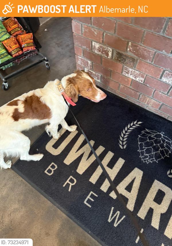 Found/Stray Male Dog last seen 2nd, Albemarle, NC 28001
